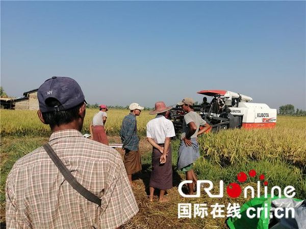 杂交水稻在缅甸让亩产翻番 已成为靓丽的中国名片