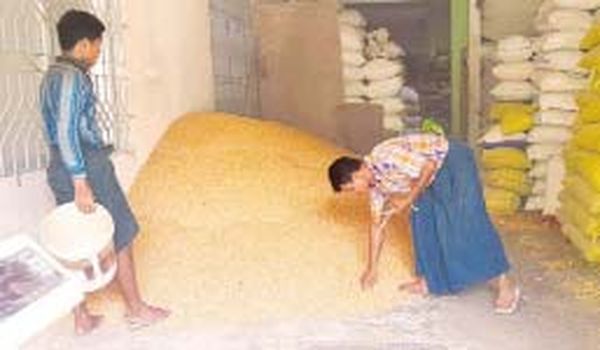 由于国内国外买家竞相购买缅甸玉米行情上扬