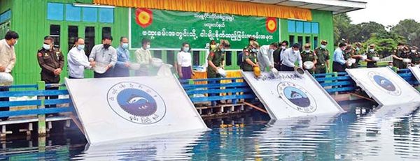 缅甸各地区向江河湖泊等自然水域中投放鱼苗