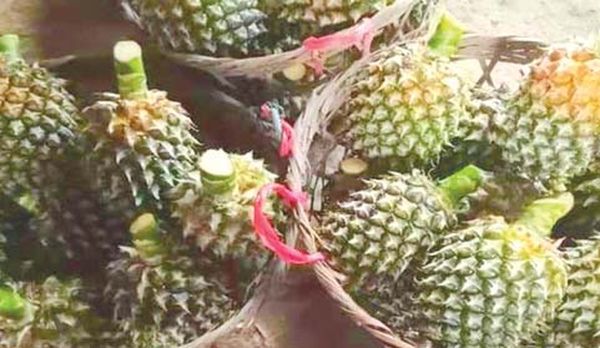 掸邦东部地区凤梨水果丰收果农们收益良多