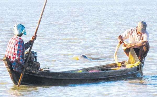 缅甸的“国宝”——伊洛瓦底江豚