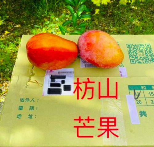 “德尔塔”变异毒株影响屏东芒果，他们急了！