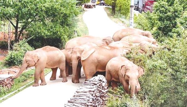 缅甸官方报纸报导云南野象“北游记”