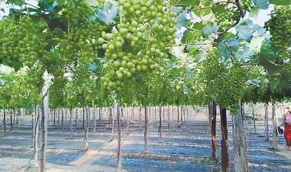 商贩经纪人等亲自下乡购买使葡萄获得好价钱