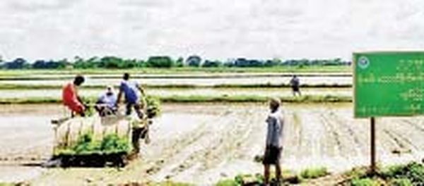 仰光省达拉镇区采用插秧机进行农耕活动