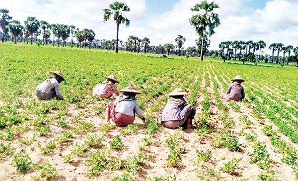 马奎县将种植30多万英亩油料作物