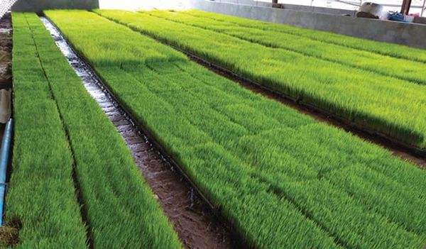 曼德勒省皎栖县采用秧盘培育秧苗节省谷种且能提高产量