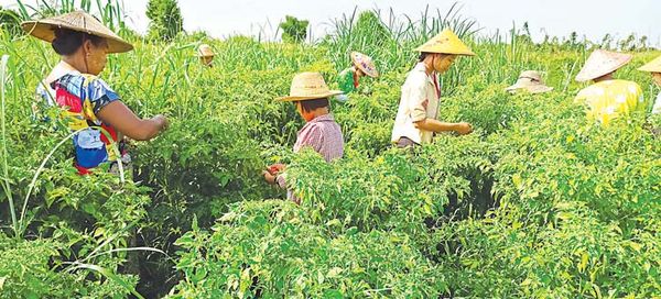 实皆省果林县区辣椒价钱上扬农民们收益良好