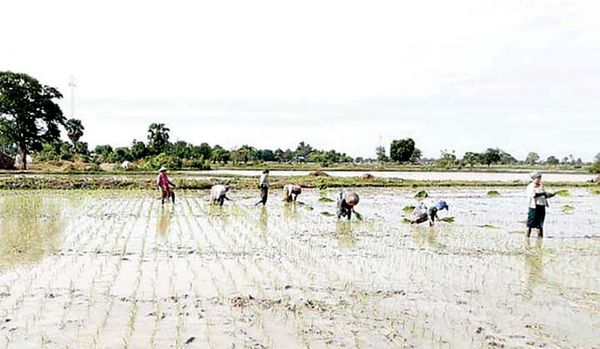 实皆省甘布鲁专区将种植67多万英亩雨季作物