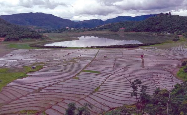 钦邦益湖地区稻谷种植情况
