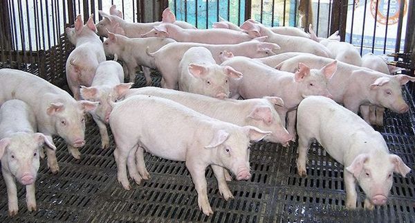 内比都地区肉鸡及肉猪饲养业出现亏损