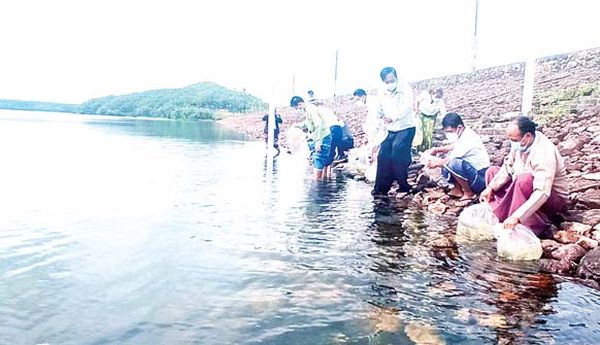 缅甸全国各地还是在继续进行鱼苗投放工作