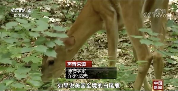 美国：2019年的白尾鹿血清样本发现新冠抗体