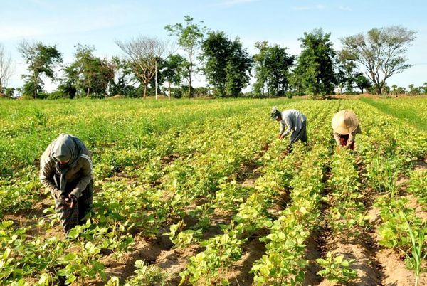 马圭省木各具市周边农民面临农业成本高涨的困难