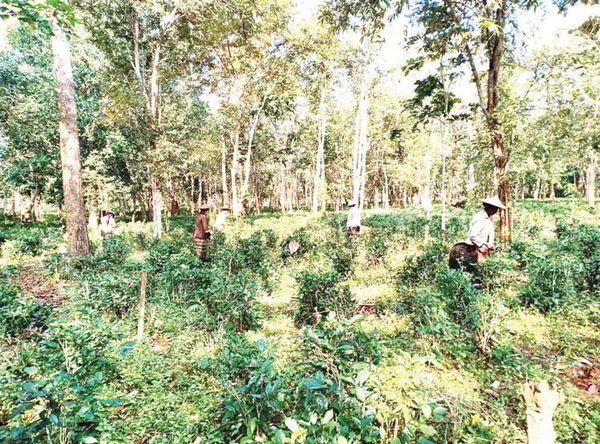 实皆省霍马林县区茶叶种植情况
