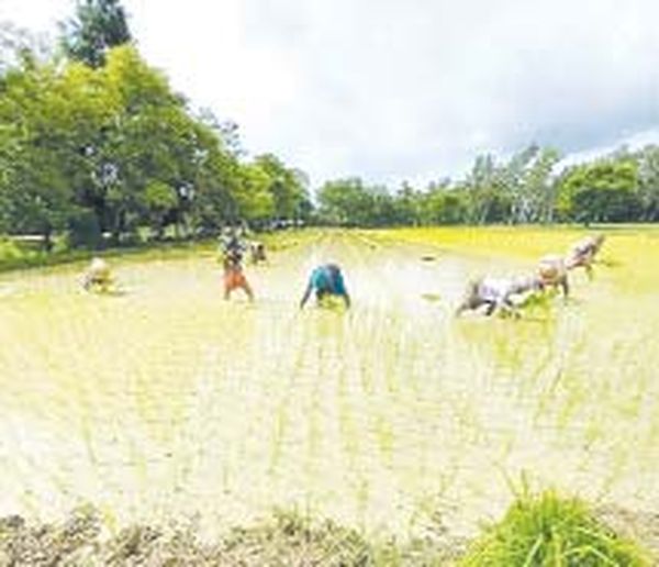 马奎省东敦基县区雨季稻种植情况