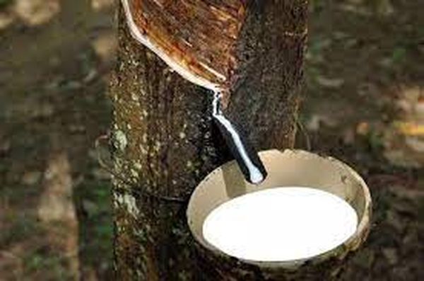 七月份开始橡胶价钱上扬胶农们获益良多