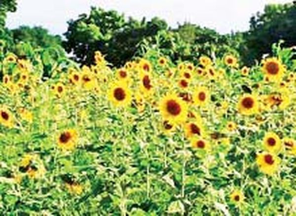 曼德勒省央米丁县区向日葵已被当作雨季作物来种植了