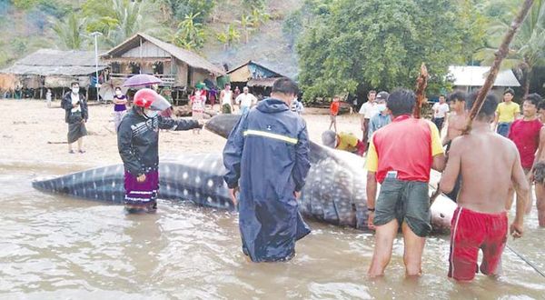 德林达依省区勃路县区发现一条搁浅死亡的鲸鲨鱼