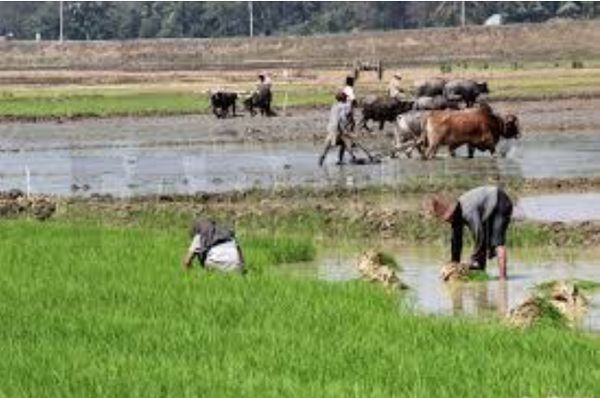 伊洛瓦底省纳不打县区将种植33多万英亩雨季稻