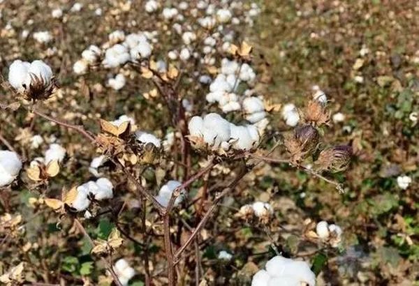 曼德勒省央米丁县区计划种植近3万英亩长绒棉