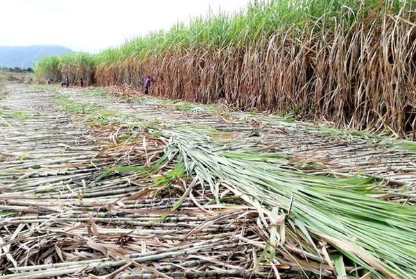 明年甘蔗行情看好