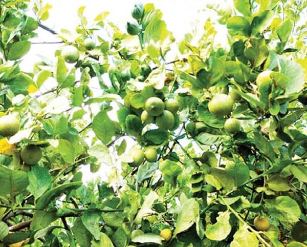 曼德勒省皎栖县区种植柠檬果树3年就有收成