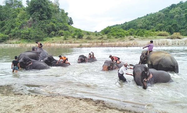 曼溪大象营地准备开发成一个旅游景点