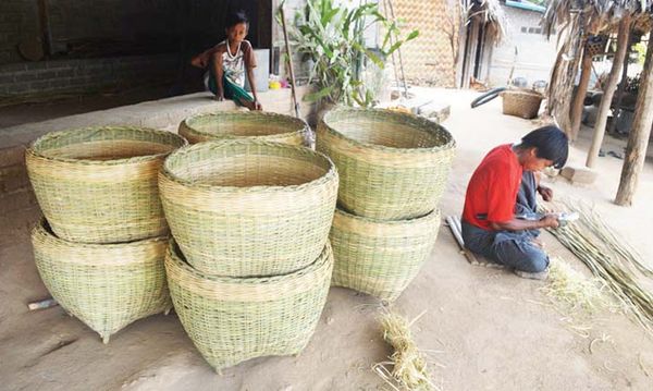 维护缅甸的竹林资源