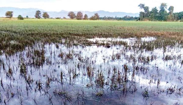 克钦邦八莫县区近1.5万英亩稻田遭水淹没