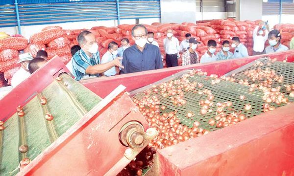 国家层次方面将鼓励民间生产洋葱增值产品