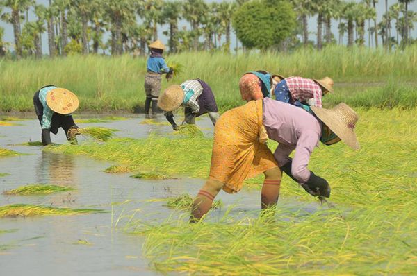 掸邦南部摩乃县区完成9595英亩的雨季稻种植计划