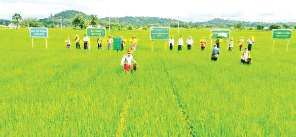 实皆省板卯县区超额完成雨季稻种植计划