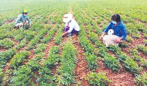 实皆省已种植了77万英亩的各种油料作物