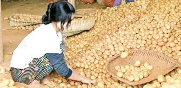 掸邦南部伊瓦岸县区的马铃薯畅销曼德勒市场