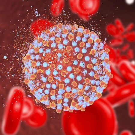 蝙蝠中有重要发现！