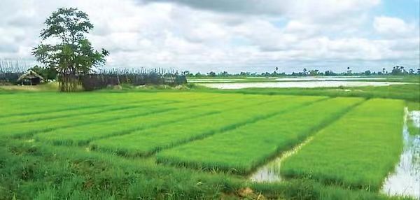 曼德勒省德达吴县区今年计划种植雨季稻1.4多万英亩
