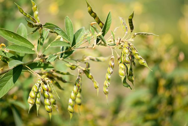 缅甸出口产品木豆因印度延长购买期限而导致行情上涨