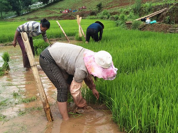 勃固省皎彬高县区今年种植雨季稻8.6万多英亩