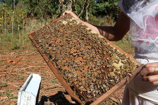为生产枣蜜各蜂农们纷纷奔向枣树种植的地区