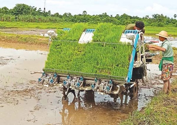 孟邦穆洞县区已种植了7.7万英亩雨季稻