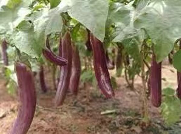 掸邦南部彬德亚县区茄子行情走俏