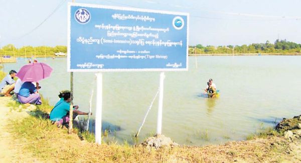 若开邦将建立淡水虾孵育基地