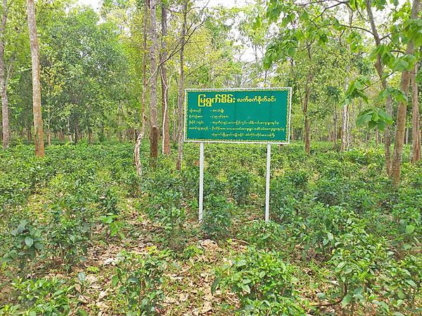 实皆省坎底专区种植了9000多英亩的茶叶