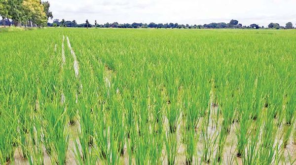 马奎省本漂县超额完成雨季稻种植计划