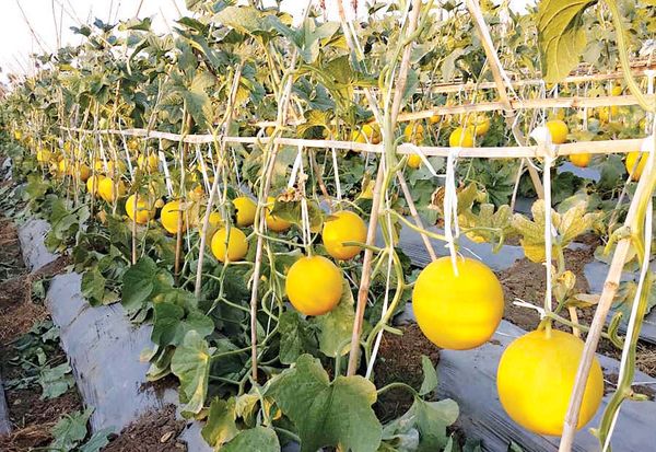 各种养料肥料价钱上扬但西瓜香瓜的种植工作并没有停止