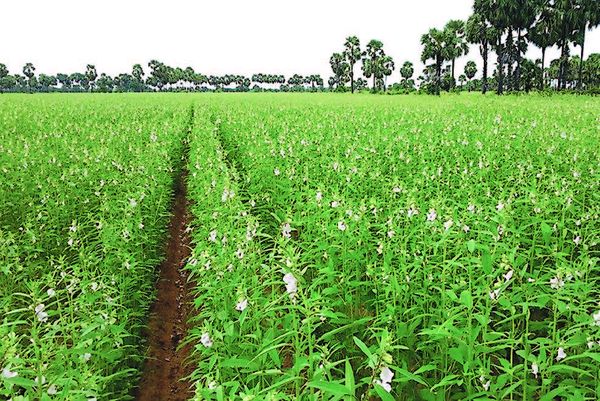 由于花生油消费量增多促进了油料作物花生种植业的发展