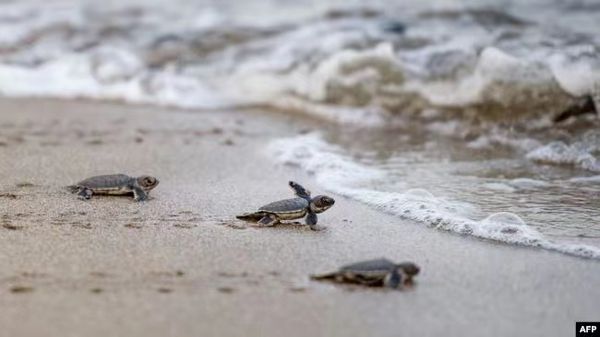 伊洛瓦底省一海岛维护的海龟已孵育出4000多头龟仔