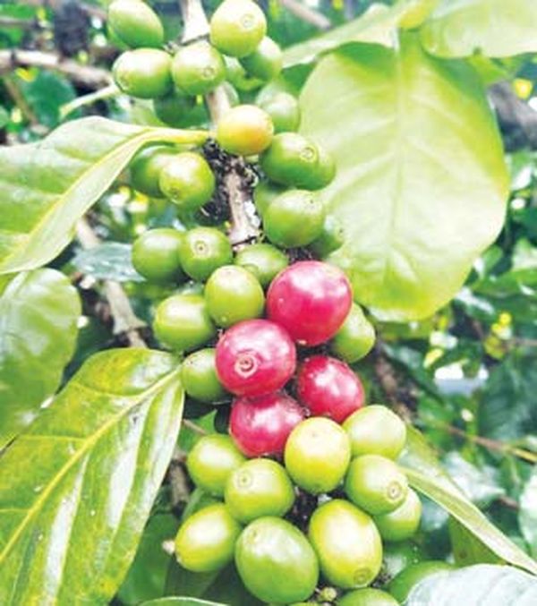 咖啡作物已拥有巩固的市场缅甸农民应扩大此作物的种植