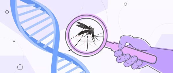 美国释放数亿转基因蚊，究竟意欲何为？
